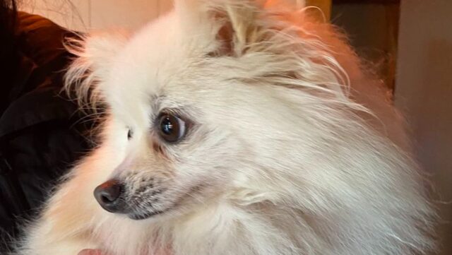 Pom Pom cucciolo di Pomerania è miracolosamente vivo dopo un tornado