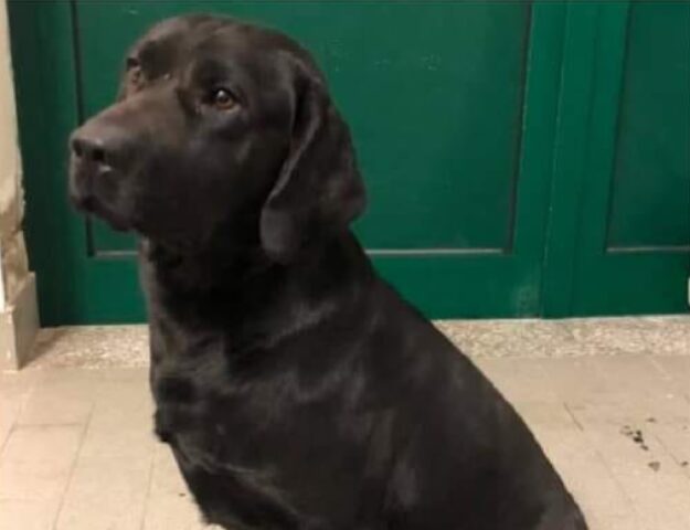 Porto Levante, continuano gli sforzi per ritrovare Rolly, il cane Labrador purtroppo smarrito