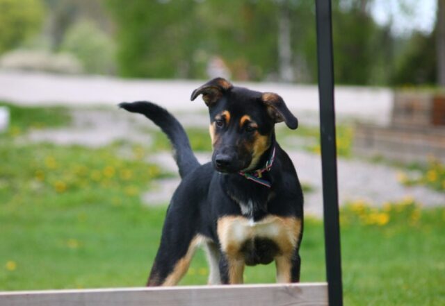 Quadri, Milo si è perso e non torna più, la famiglia è preoccupata per le sorti del cane