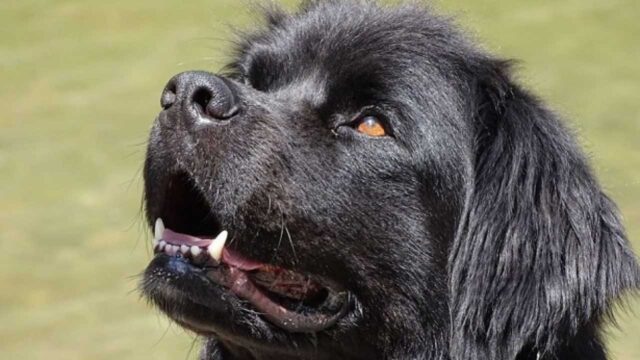 Salvaguardare i cuccioli di cane è l’attuale proposta di legge del Kazakistan