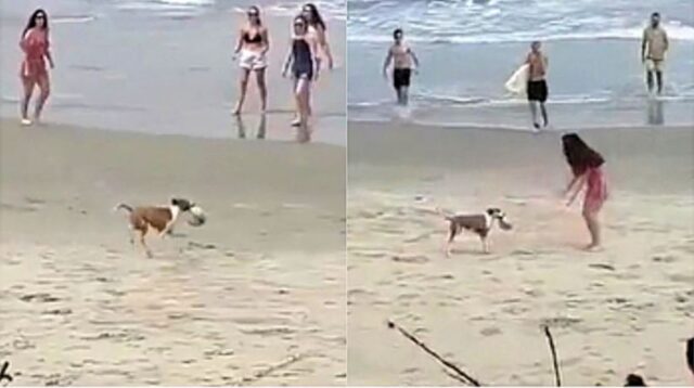 Cucciolo di cane ruba una palla e manda in visibilio tutta la spiaggia