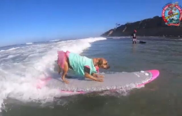 Surf per cuccioli di cane, la competizione che sovvenziona un rifugio e rende felici i pelosi