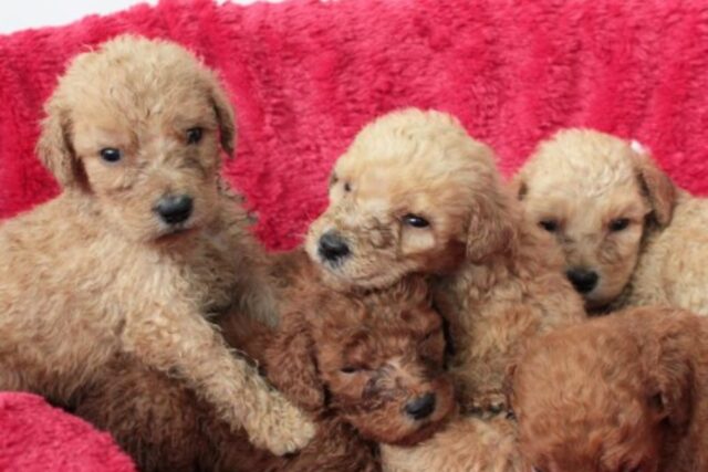 Trentadue cuccioli di cane sono stati salvati da una donna orribile