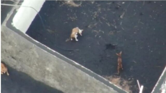 Cuccioli di cane intrappolati in un vulcano: la loro avventura