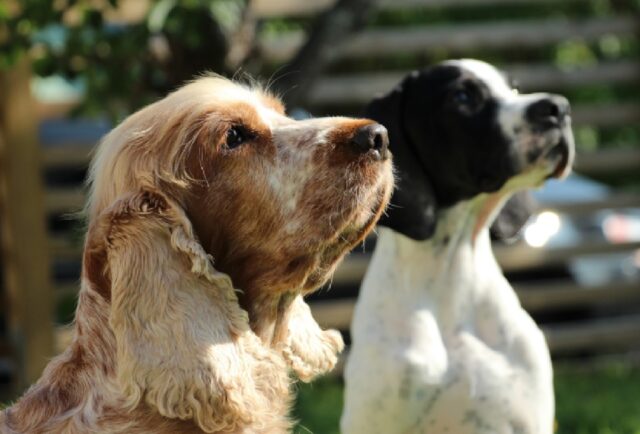 8 foto che ci insegnano come non sia così difficile sorridere quando di mezzo ci sono dei cani