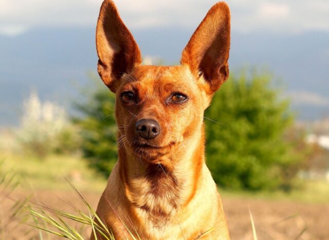 8 foto di cani che forniscono al mondo una ragione in più per essere sempre positivo