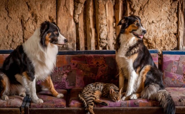 8 foto di poveri cani che non possono dormire comodamente perché gli amici felini non lo permettono