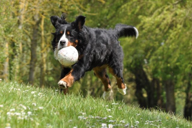 8 foto di cani che non vi faranno più prendere sul serio nessuna loro azione