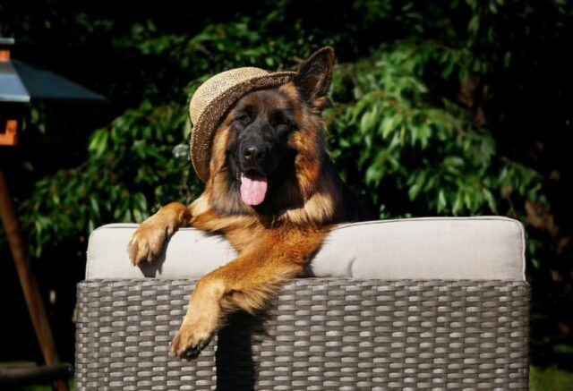 8 foto di cani che possono cambiarvi la giornata con una delle loro idiozie