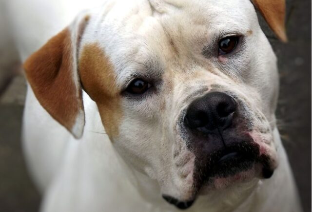 8 foto di cani che si sentono in obbligo di farsi gli affari degli altri