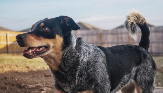 8 foto di cani che si sforzano in tutti i modi per strapparci una sonora risata