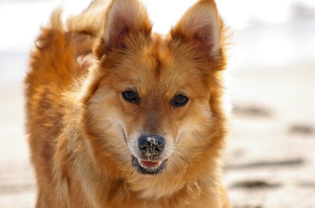 8 foto di cani così sciocchi e geniali allo stesso tempo da confondere chiunque