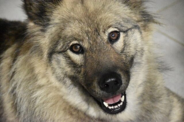 8 foto di cani dal sorriso smagliante, la loro allegria è un toccasana vero e proprio