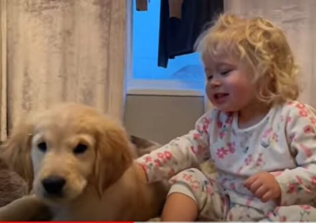 Buddy cucciolo di Golden Retriever e la sua Amelia sono molto uniti (VIDEO)