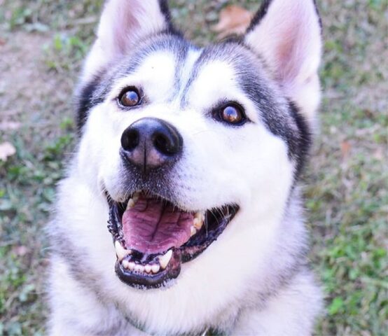 Flash: bellissimo Husky agile e viveva è in cerca di un’adozione