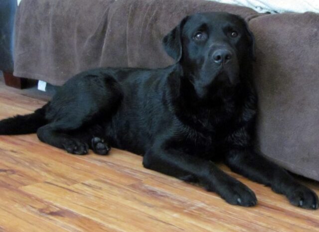 Titan cucciolo di Mastino inglese ha fatto un incidente (VIDEO)