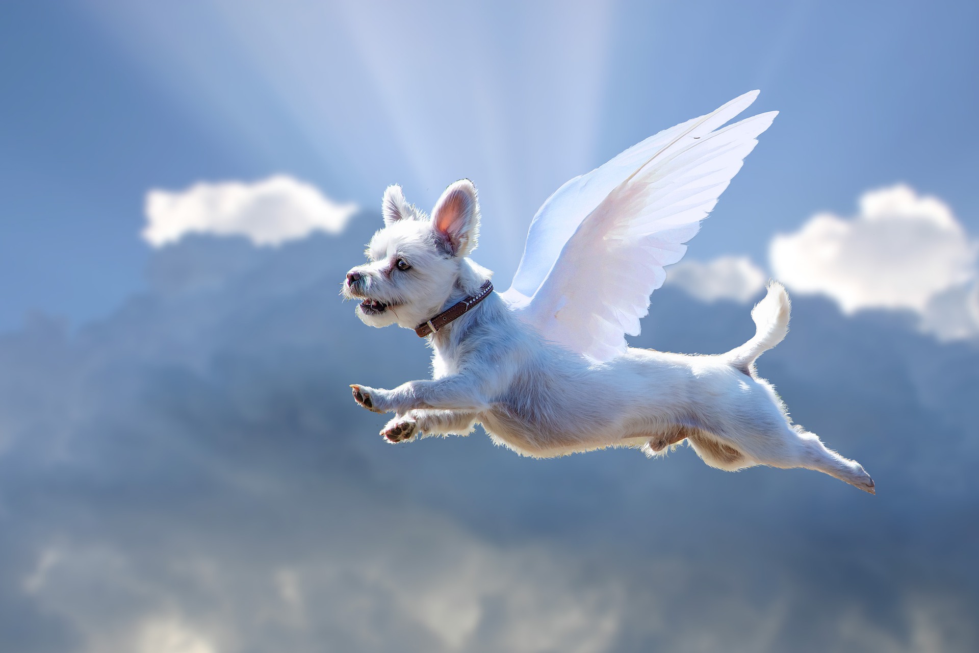 Angel dog. Собака ангел. Летающая собака. Летающий пес. Собака летит.