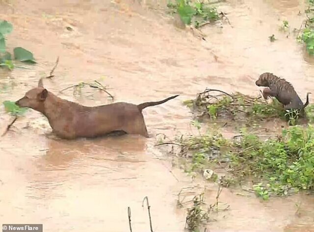 Cucciolo di cane e sua mamma rischiano di affogare durante un alluvione (VIDEO)