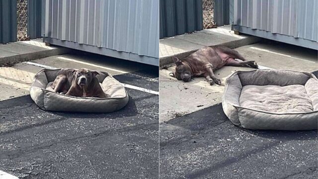 Cane anziano abbandonato sotto il sole in un parcheggio: aveva solo una cuccia vecchia a proteggerlo dall’asfalto rovente