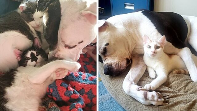 Il pitbull soffriva di ansia da separazione, ma due gattini hanno risolto il suo problema