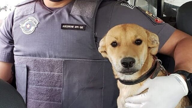 Cagnolina randagia viene picchiata per strada, ma i poliziotti vedono la scena e intervengono. Aspre conseguenze per il colpevole