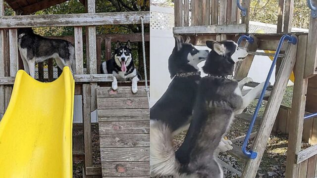 I 3 cani si divertono nella loro nuova casa giocattolo