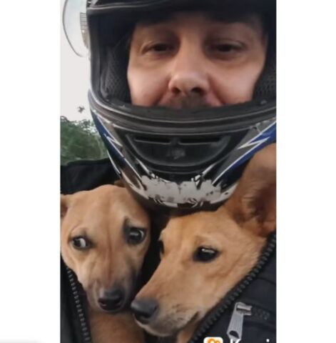 Cuccioli di cane salvati dall’autostrada grazie ad un biker