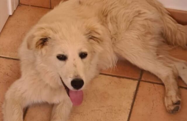 Corato, cane si perde sul monte, scattano le ricerche per questo Pastore Maremmano