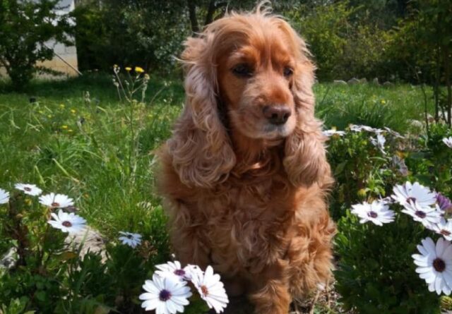 Cordovado, scomparsa nel nulla una cagnolina Cocker Spaniel di nome Cloe, la denuncia