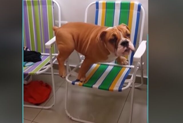 La cucciola di Bulldog inglese Tohna cerca di salire sulla sedia (VIDEO)