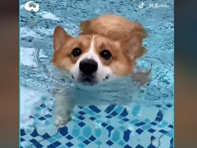 Cucciola di Corgi Milu quando nuota resta sempre a galla (VIDEO)