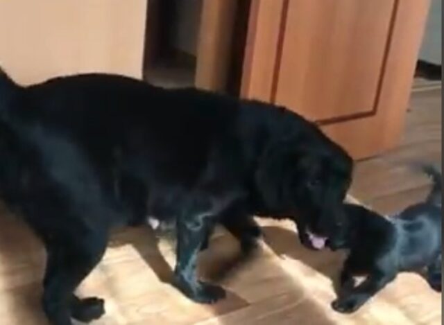 Cucciola di Labrador Chiara gioca con i propri cuccioli (VIDEO)