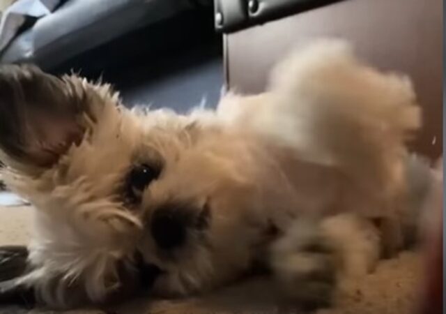 La cucciola di Shih Tzu Scarlett ha trovato la vita grazie alla sua proprietaria (VIDEO)