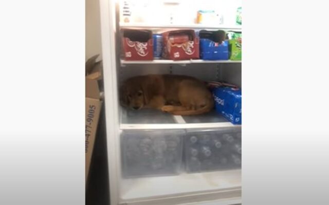 Cucciola di Golden Retriever Sona cerca un po’ di refrigerio (VIDEO)