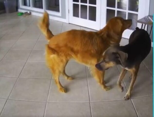 I cuccioli di cane Roxy e Laker hanno un legame speciale; uno dei due soffre di convulsioni e l’altro lo aiuta (VIDEO)