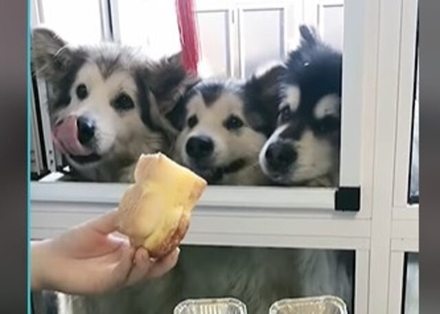 Cuccioli di Malamute e Barboncino mangiano tante leccornie (VIDEO)