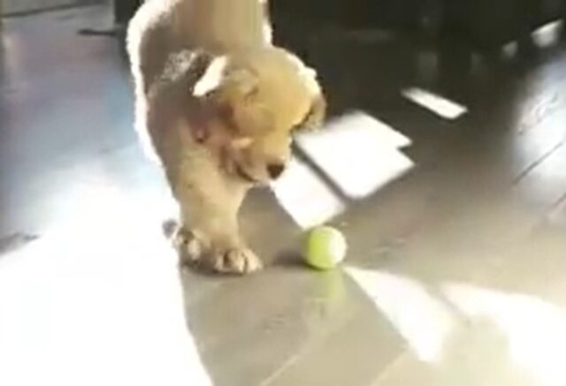 Cucciolo Golden Retriever non riesce a prendere la sua pallina da tennis (VIDEO)