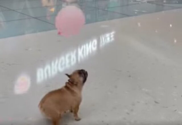 Un cucciolo di Bulldog francese si diverte con un palloncino (VIDEO)