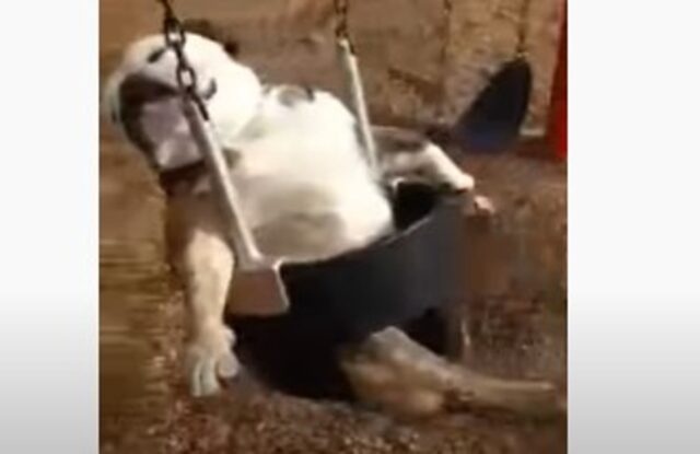 Un cucciolo di Bulldog inglese si gode il giro sull’altalena (VIDEO)