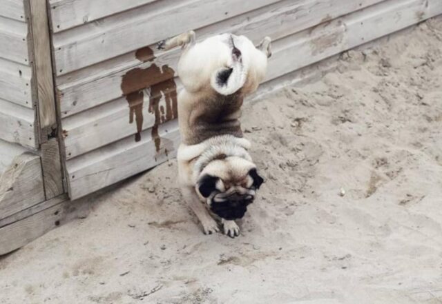 Il cucciolo di Carlino Dexter fa la pipì eseguendo un’acrobazia (VIDEO)