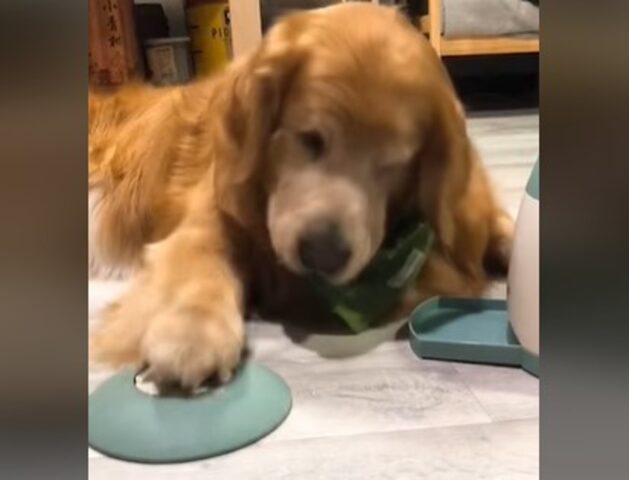 Un cucciolo di Golden Retriever impara ad usare il dispenser del cibo e lo insegna anche al suo amico (VIDEO)