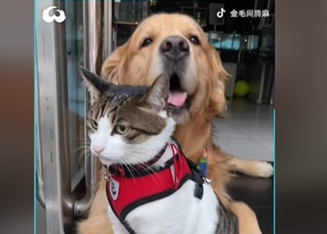 Cucciolo di Golden Retriever iperprotettivo si prende cura del suo amico gatto (VIDEO)