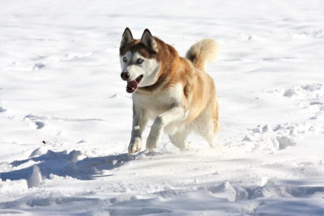 Cucciolo di Husky Sky adora giocare sulla neve (VIDEO)