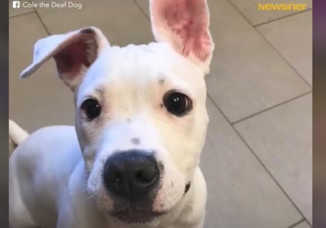 Il cucciolo di Pitbull Cole ha trovato il papà della sua vita; la loro storia (VIDEO)