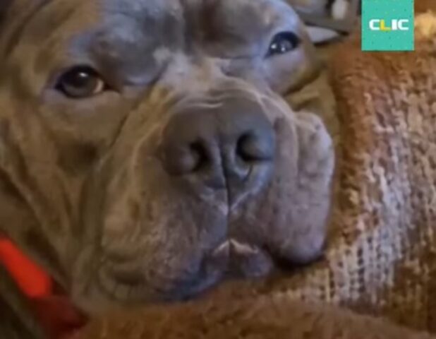 Il cucciolo di Pitbull Pork Roll ha trovato la felicità dopo una grande delusione (VIDEO)