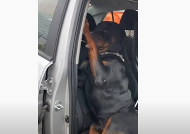 Il cucciolo di Rottweiler Vinny non vuole scendere dalla macchina (VIDEO)