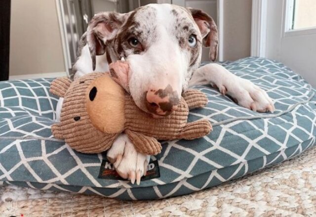 Il cucciolo di cane Arrow ha un difetto fisico che lo rende speciale (VIDEO)