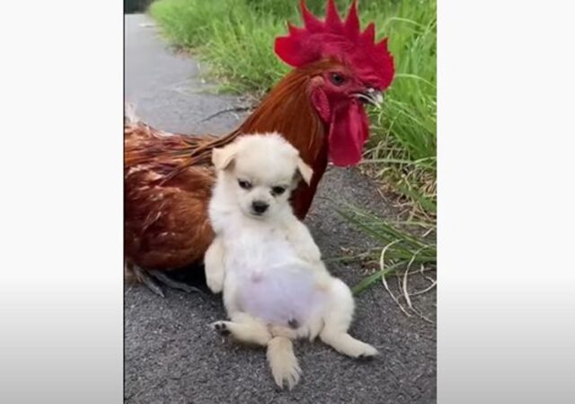 Un cucciolo di cane ama un gallo che ricambia il sentimento