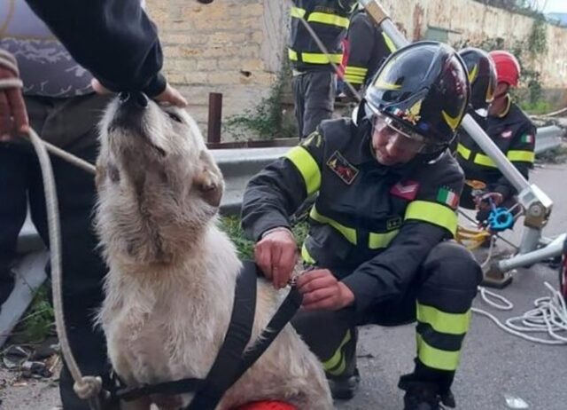 Cucciolo di cane bloccato in un fiume di Palermo viene salvato dai vigili del fuoco