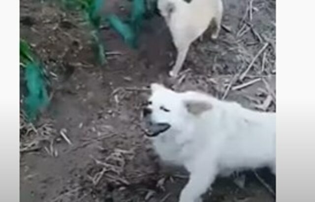 Cucciolo di cane bullizza gli altri cani e poi fa la vittima davanti al proprietario